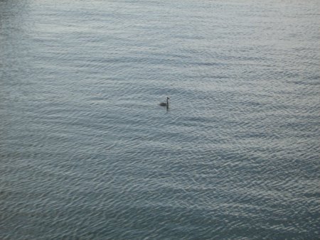 135-IMG_2536.JPG.medium.jpeg