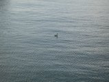 135-IMG_2536.JPG.small.jpeg
